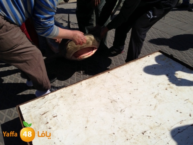 minashark328 (19).JPG